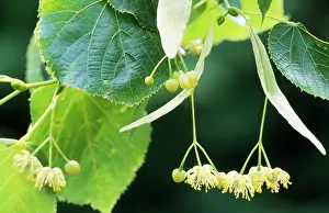 Limes: Common LIME Tree - in bloom