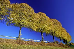 Limes: Common Lime Trees - On roadside, in autumn colour