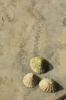 Limpet: Common limpet (Patella vulgata), Common limpets
