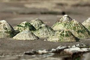 Limpet: Common limpet (Patella vulgata), Common limpets