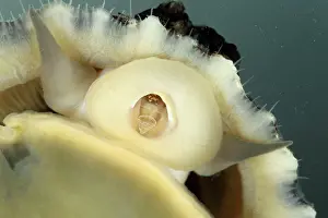 Limpet: Common limpet (Patella vulgata), Common limpets
