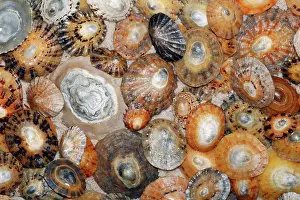 Bamburgh: Common Limpet Shells - on coast at Bamburgh