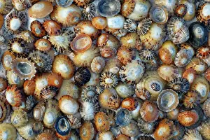 Bamburgh: Common Limpet Shells - on coast at Bamburgh