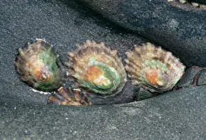 Limpet: Common Limpets