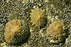 Limpet: Common limpets and acorn barnacles (Semibalanus