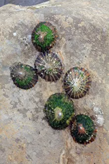 Limpet: Common Limpets and Common Rock Barnacles (Balanus