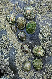 Limpet: Common Limpets and Common Rock Barnacles (Balanus