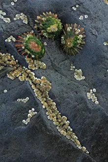 Limpet: Common Limpets and Common Rock Barnacles (Balanus