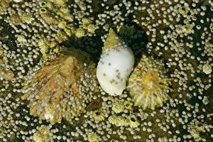 Whelk: Common limpets, dogwhelk and acorn barnacleson