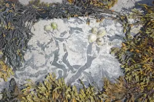 Limpet: Common Limpets - showing feeding paths on rocks at low tide