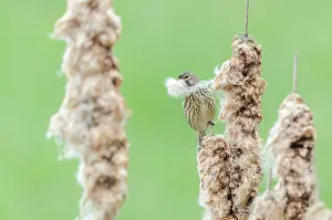 Cattail: Common Linnet