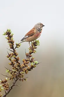 Linnet: Common Linnet