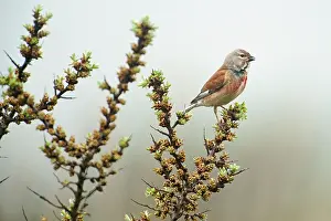 Linnet: Common Linnet