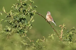 Linnet: Common Linnet