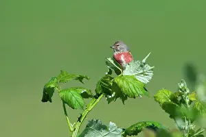 Linnet: Common Linnet