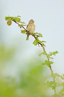 Zouweboezem: Common Linnet