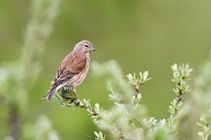 Groningen: Common Linnet