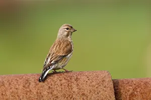 Groningen: Common Linnet