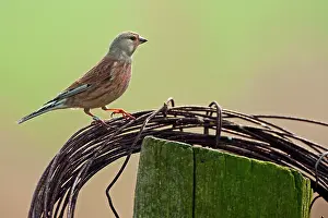 Linnet: Common Linnet