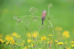 Linnet: Common Linnet