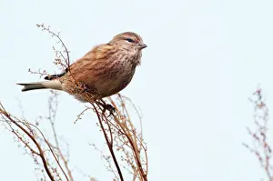 Linnet: Common Linnet
