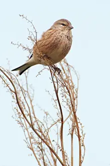 Linnet: Common Linnet