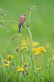Linnet: Common Linnet