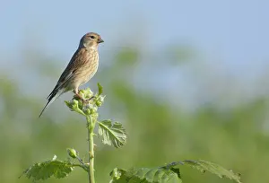 Linnet: Common Linnet