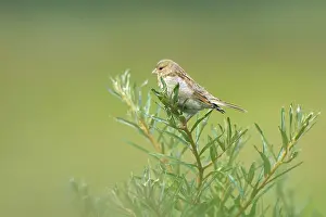 Linnet: Common Linnet