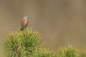 Carduelis: Common Linnet