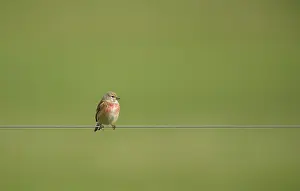 Wire: Common Linnet