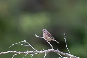 Passereau: COMMON LINNET