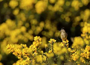 Gorse: Common Linnet female with nesting material on gorse