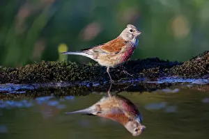Leon: common linnet (Linaria cannabina)