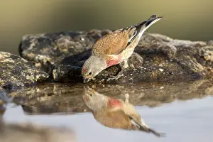 Finch: Common Linnet (Linaria cannabina) male drinking at
