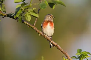 Linnet: Common Linnet - male perched on briar, North Hessen, Germany