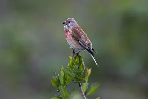 Linnet: Common Linnet - male singing, North Hessen, Germany