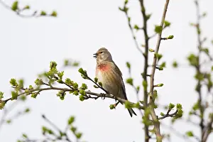 Linnet: Common Linnet - singing, North Hessen, Germany