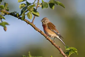 Linnet: Common Linnet - singing, perched on briar, North