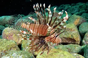 Auscape - Named Photographers: Common LIONFISH