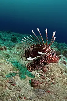 Volitans: Common Lionfish