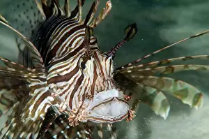 Mabul: Common Lionfish