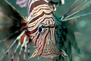 Filamentous: Common Lionfish