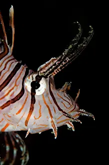 Retreat: Common Lionfish