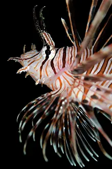 Retreat: Common Lionfish