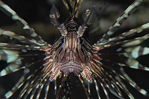 Antennata: Common Lionfish