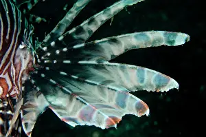 Spine: Common Lionfish - filamentous fin