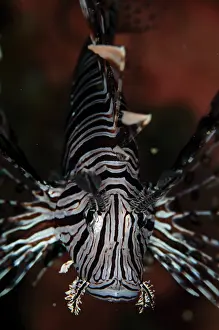 Spine: Common Lionfish - Gemaf dive site, Weda, Halmahera