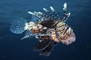 Scorpionfish: Common lionfish (Pterois miles). Dive site Gola