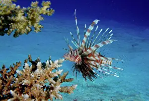 Scorpionfish: Common lionfish (Pterois miles), Dive site House